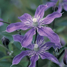 Clematis Seeds for gardeners building out beds and borders