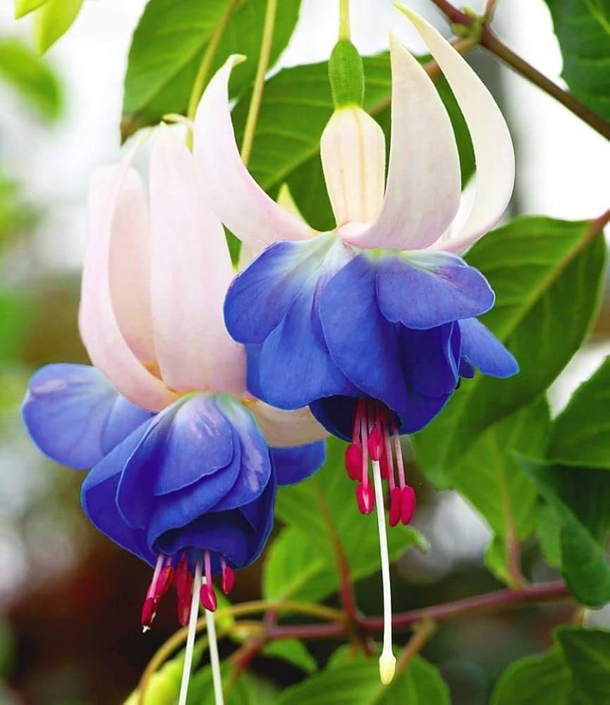 Pink Viola High-Quality Outdoor Flower - for planting in home garden