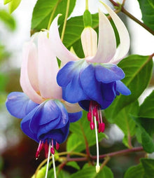 Pink Viola High-Quality Outdoor Flower - for planting in home garden