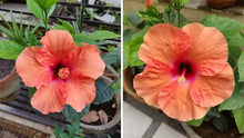 Hibiscus flower orange red giant Seeds for a homegrown harvest from the tropical exotic gardens