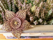 Carrion Flower Stapelia Gigantea flower Seeds for easy-care planting in the rock gardens and indoor succulent pots