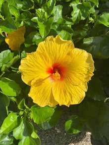Hibiscus Flower Seeds for Beautiful Yellow Gardening et  Ornamental Garden Plant for Home Gardening