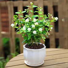 Jasmine Seeds (Jasminum spp.) for growers filling out the Flower Bed & Garden