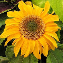 Incredible Dwarf Sunflower Seeds for growers seeking a long-blooming display