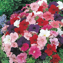 Petunia Petunia Hybrida flower Seeds for a lasting display in the indoor pots and vertical garden containers