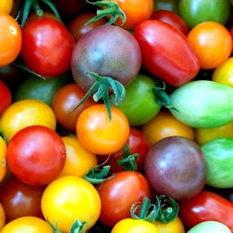 Mixed color bonsai tomato seeds non-GMO for easy growing