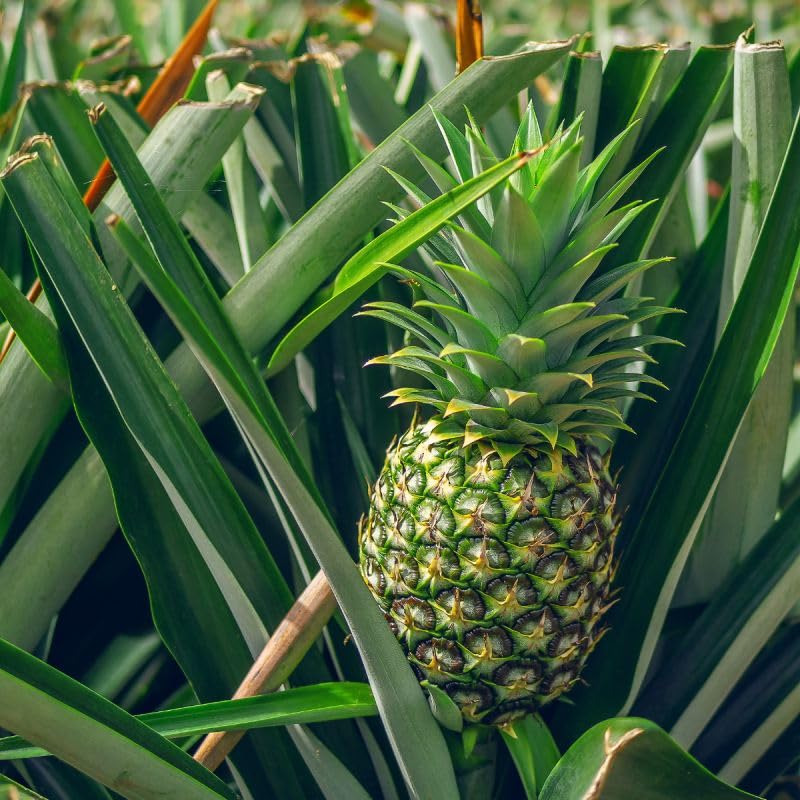 Pineapple Ananas comosus for planting in vegetable patch