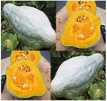 Blue Hubbard Squash Seeds for a reliable harvest in the vegetable patch