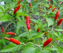 Hot Pepper Seeds (Capsicum spp.) for a reliable harvest in the Vegetable Patch