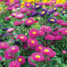 Ostrich Plume Aster Mix Seeds for gardeners building out beds and borders