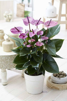 Light Purple Rare Pink Anthurium Seeds for a colorful addition to any planting