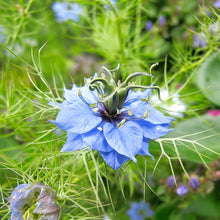 Love In A Mist 'Virgin in the Green' Seeds â€“ Whimsical Heirloom Cottage Flower