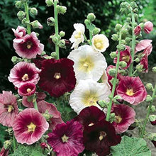 Hollyhock Giant Danish Red Seeds for growers seeking a long-blooming display