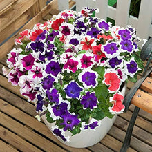 Variety Flix Mix Petunia Seeds for growers filling out the Flower Bed & Garden