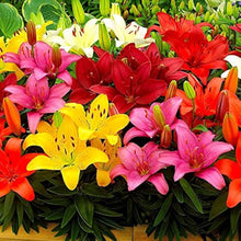 Lily Seeds for growers filling out the Flower Garden