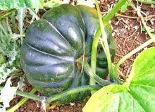 Pumpkin Bonsai Organic Large Seeds for growers stocking a kitchen garden
