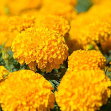 Marigold flower yellow and orange giant variety Seeds for sweet homegrown fruit in the sunny borders