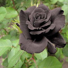 Black Rose Seeds for reliable seasonal color