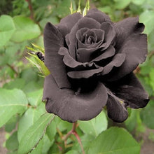 Black Rose Rosa Hybrida Seeds for seasonal color across the Home Decorative Pots