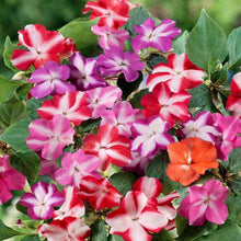 High Survival Peach Impatiens Seeds for a sweet addition to the home orchard