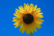 Hopi Common Sonnt Seeds (Helianthus annuus) for growers filling out the flower bed