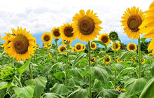 American Giant Sunflower Seeds (Helianthus annuus) for growers filling out the Vegetable Patch & Garden