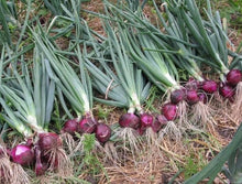 Onion Seeds (Allium cepa) for a fresh homegrown crop from the Tropik Kitchen Garden