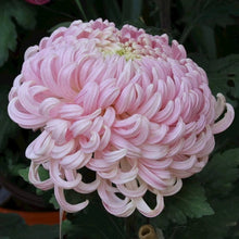 Chrysanthemum Seeds for growers seeking a long-blooming display