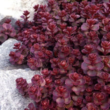 Sedum Voodoo Succulent Seeds for easy-care planting in pots or beds