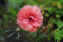 Mixed Moss Rose Purslane Double Seeds for a colorful addition to any planting