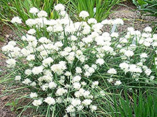 Fine Chives Seeds (Allium schoenoprasum) for cooks growing the Herb Garden