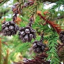 Japanische Rote Zeder Cryptomeria Japonica Baum Samen Seeds for gardeners building out beds and borders
