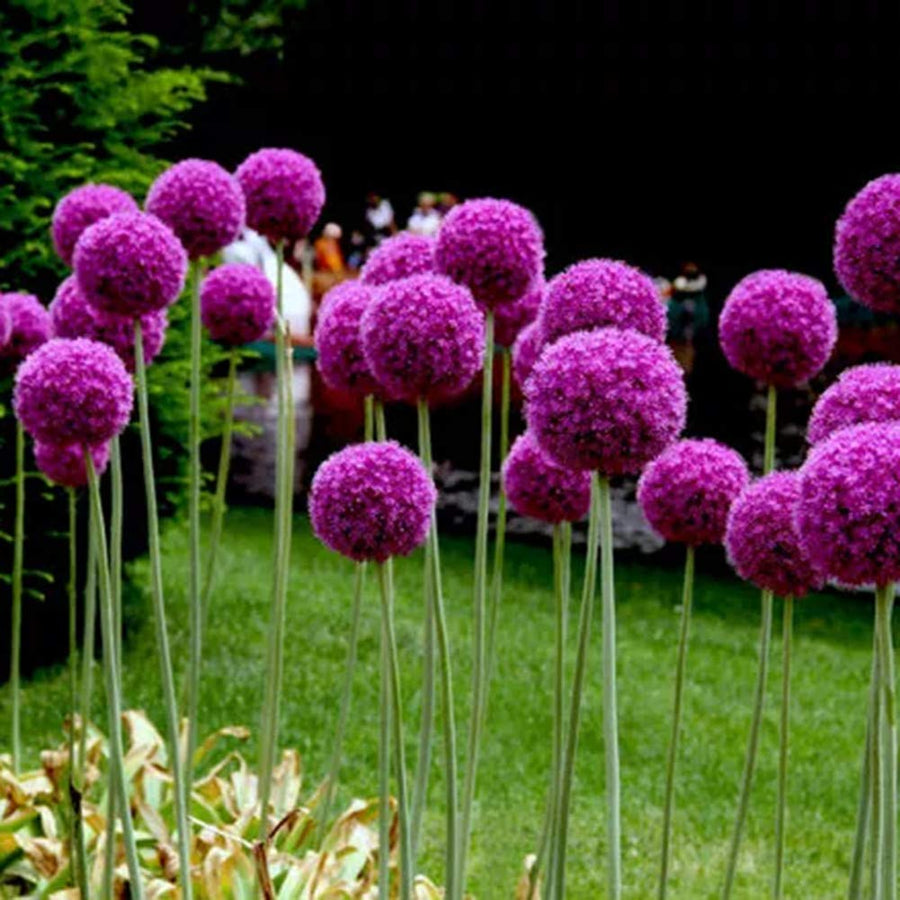 Giant Allium giganteum seeds for large purple pompon flowers