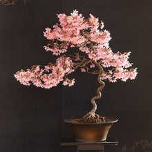 Sakura Cherry Blossom Bonsai Seeds for growers planting the Garden