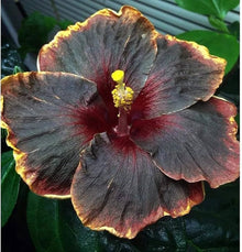 Black Hibiscus Rosa-Sinensis Seeds for a colorful addition to any planting