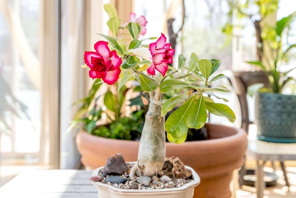 Desert Rose (Adenium obesum) bonsai seeds for planting in urban garden