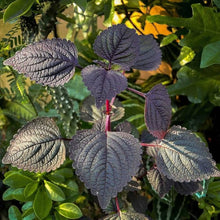 Perilla Red Leaf Plants (Shiso herb) for reliable seasonal color