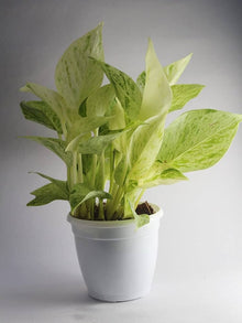 Epipremnum Aureum Plants prized for indoor Greenery