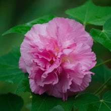 Confederate Rose Hibiscus Mutabilis Seeds for colorful blooms in the Flower Home Garden