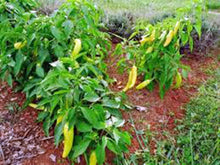 Hungarian Yellow Wax Pepper Seeds prized among growers for 2017