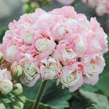 Apple Blossom Rosebud Geranium Seeds (Pelargonium hortorum) for sweet homegrown fruit in the Flower Balcony Garden