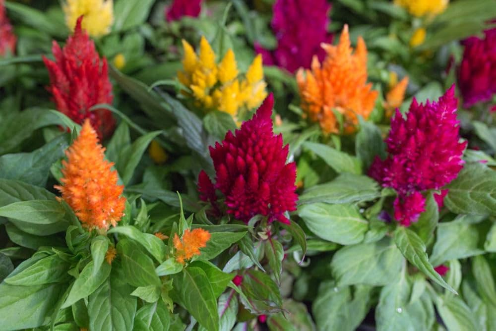 Celosia Fresh Look Gold Seeds for growers filling out the flower bed garden