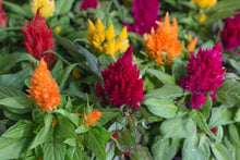 Celosia Fresh Look Gold Seeds for growers filling out the flower bed garden