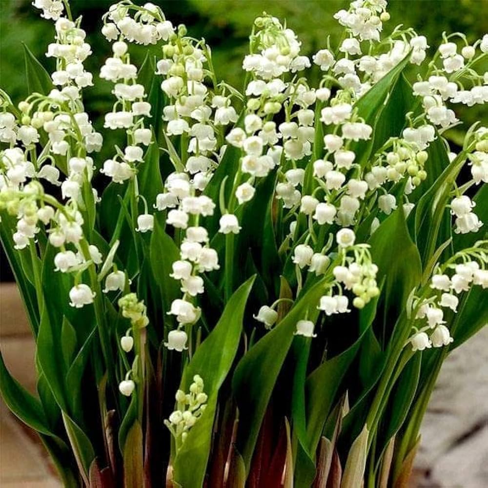 Lily of the Valley Convallaria Majalis flower seeds for planting in shaded home garden beds and woodland settings - for planting in home garden