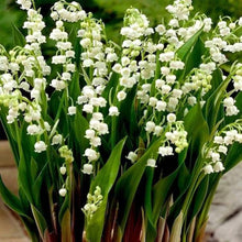 Lily of the Valley Convallaria Majalis flower seeds for planting in shaded home garden beds and woodland settings - for planting in home garden