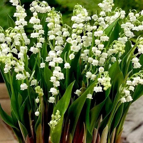 Lobelia Flower Easy Grow Plant - for planting in home garden