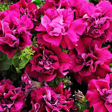 Hanging Petunia Multicolor Balcony Seeds for gardeners building out beds and borders