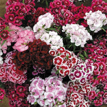 Dianthus Barbatus Seeds (Dianthus barbatus) for colorful blooms in the Flower Bed