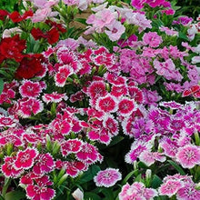 King of Black Carnament Dianthus Seeds for a lasting display in the Flower Bed