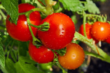 JDR Seeds for a colorful addition to any planting